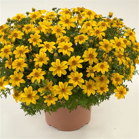 bidens ferulifolia